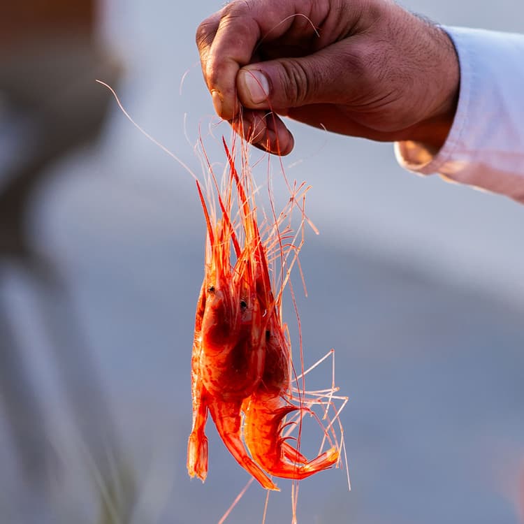 Imagen de una persona sujetando mariscos